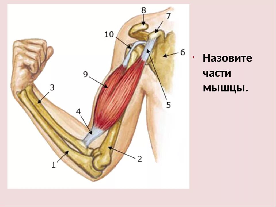 Локтевой сустав мышцы и сухожилия. Сухожилие бицепса плеча анатомия. Анатомия сухожилия двуглавой мышцы. Сухожилие двуглавой мышцы локтя. Сухожилие двуглавой мышцы плеча анатомия.