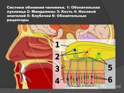 Система обоняния
