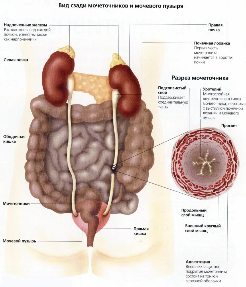 Мочеточник справа. Строение кишечника и мочевого пузыря. Анатомия мочевой пузырь и кишечник расположение. Мочеточники и мочевой пузырь анатомия. Мочевой пузырь и кишечник анатомия у женщин.