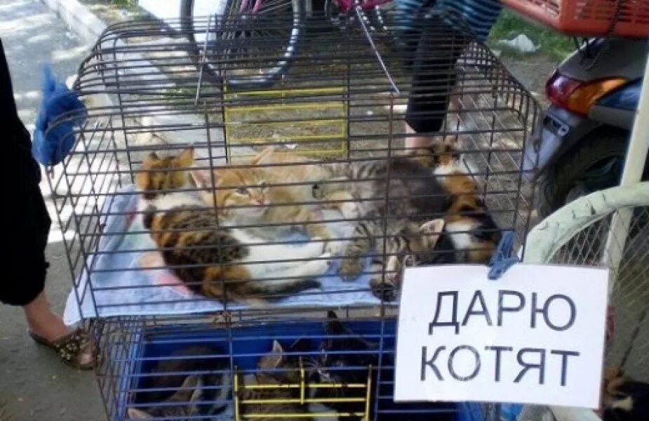 Продать животных