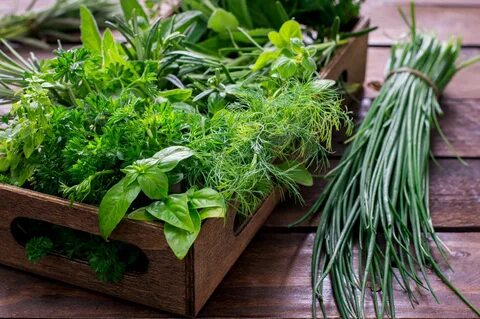 Plant herbs