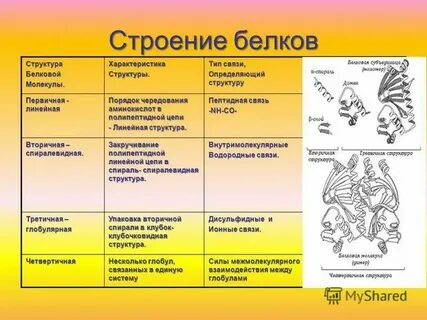 Белка особенности внутреннего строения