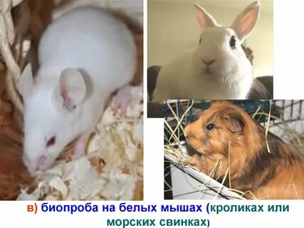 Мышей кроликам