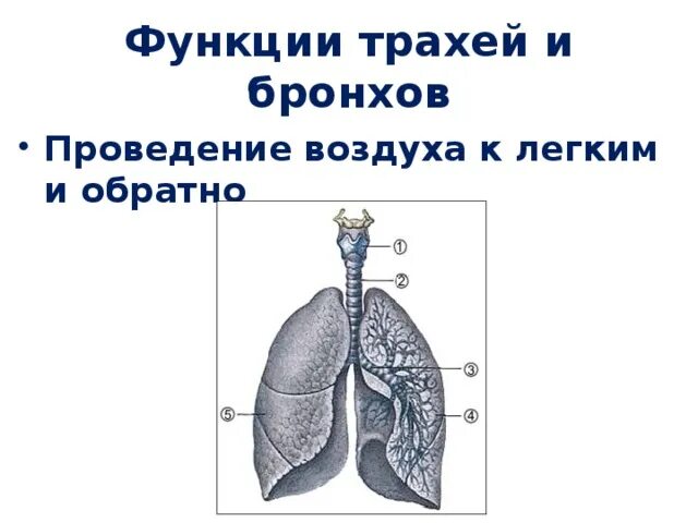 Функция бронхов в дыхательной системе. Функция бронхов биология 8 класс. рисунок проведение воздуха в легкие. рабочий лист дыхательная система для начальной школы.