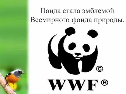 Какое животное является крупнейшим