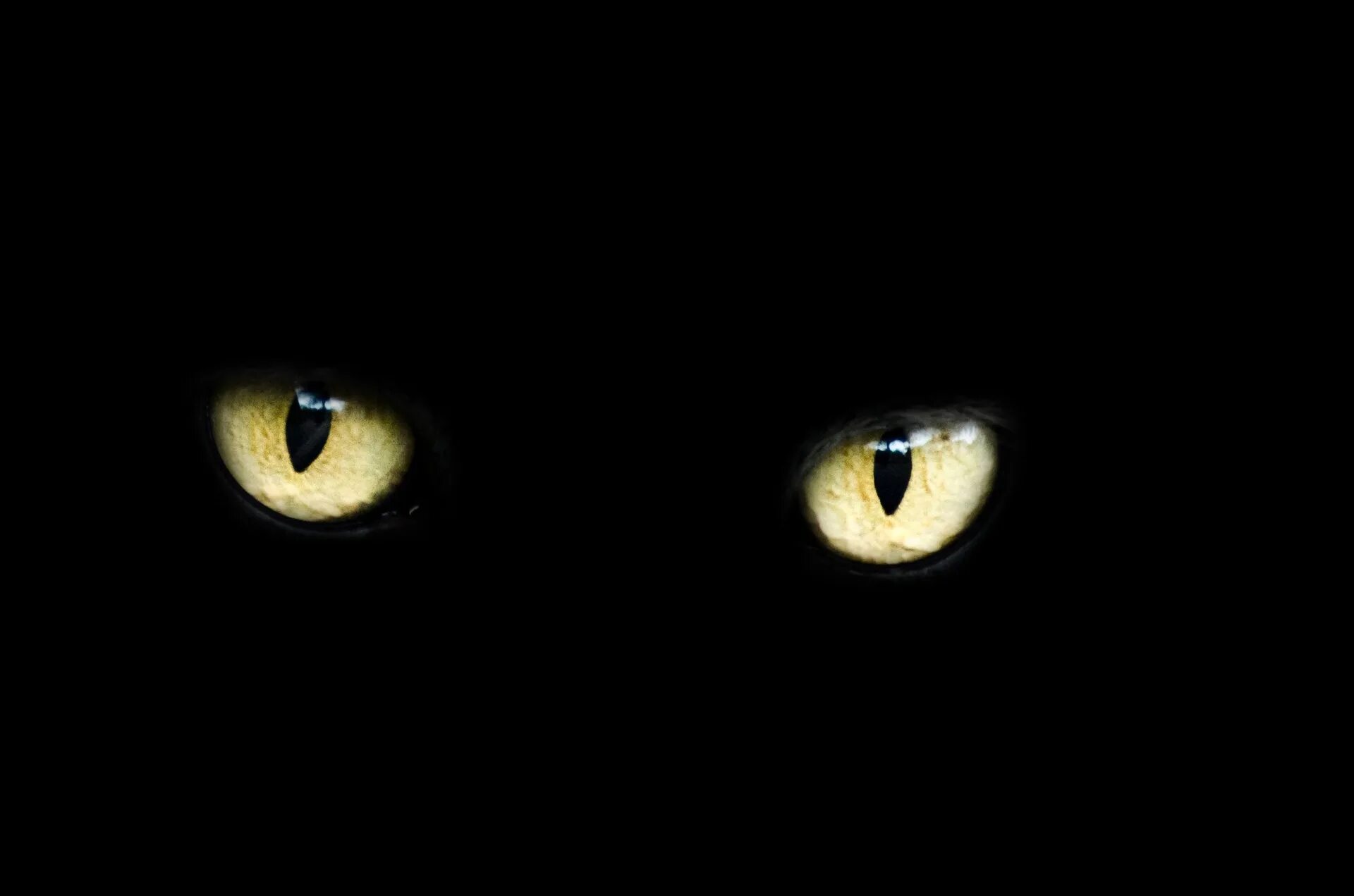 Страшные коты ночью