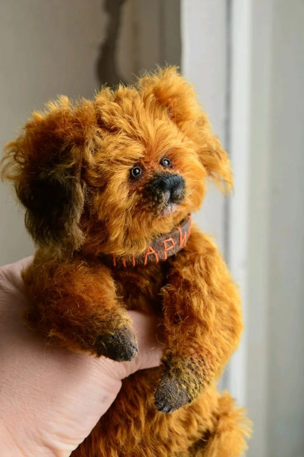 Teddy poodle порода. Кавапу собака. Мальтипу тедди собака. Тедди бир собака. Мальтипу тедди.