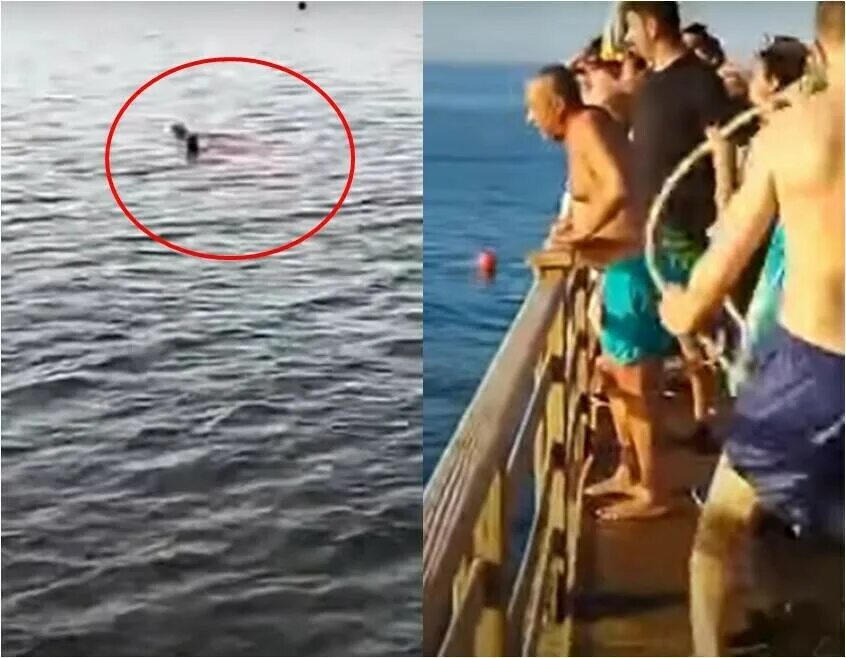 Акулы в Египте нападение на людей 2022. Нападение акулы в Египте 2022. Акула напала в Египте на туристку в Хургаде. Нападение акулы в Хургаде 2022. Нападения на туристов