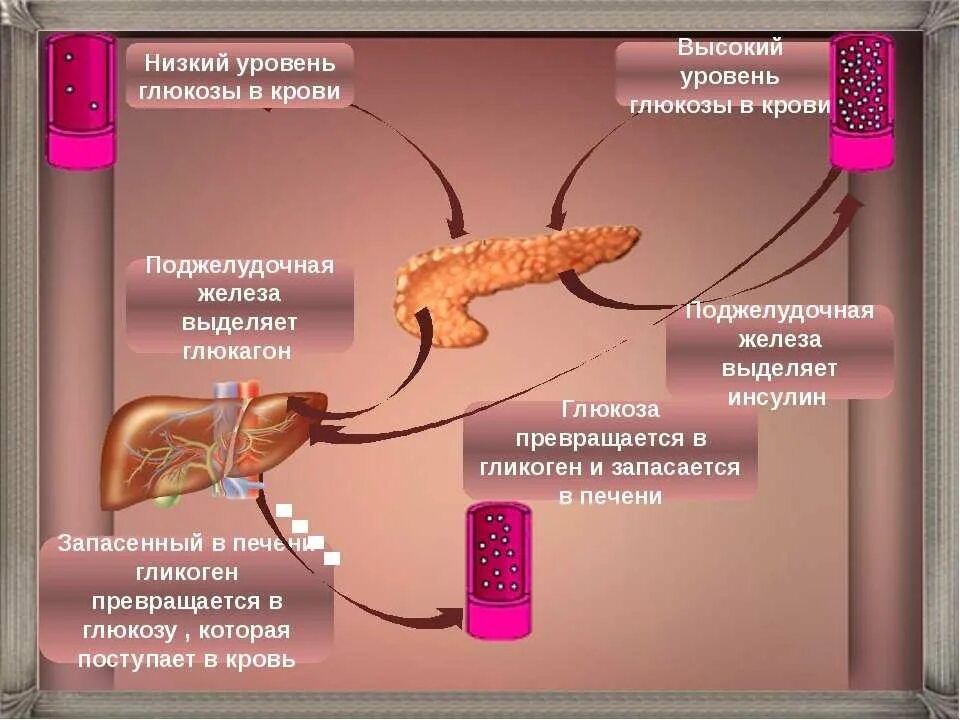 Пониженная глюкоза в крови