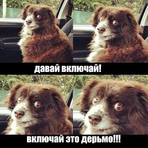 Мем давай мой хороший ты сможешь Ребята из челябинска кто ездиет тонированным=) Lada 21093, 1,6 л, 1989 года на