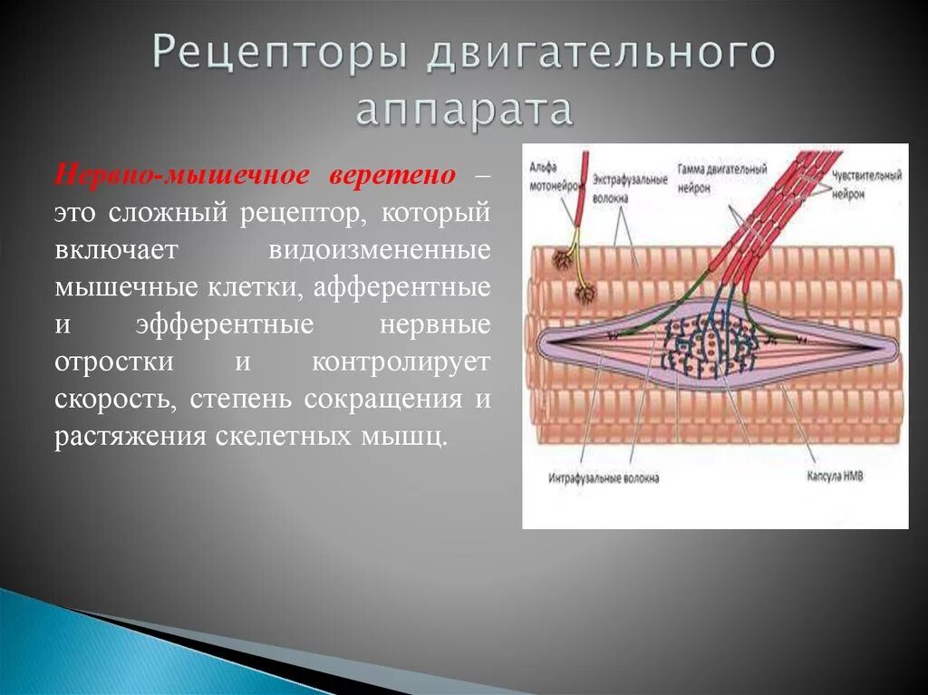 Соединительная мышца. Рецепторы опорно двигательного аппарата. Нервно мышечный аппарат. Строение нервно-мышечного аппарата. Рецепторы Ода.