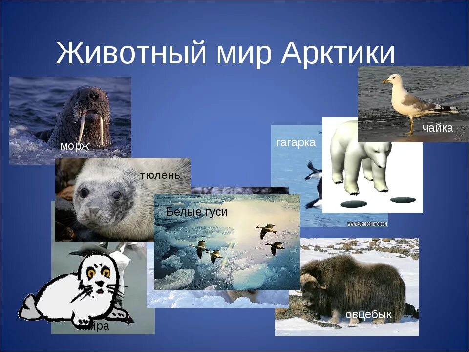 Животные Арктики для 4 класса. Животные Арктики презентация. Животный мир Арктики презентация. Тема для презентации животные Арктики