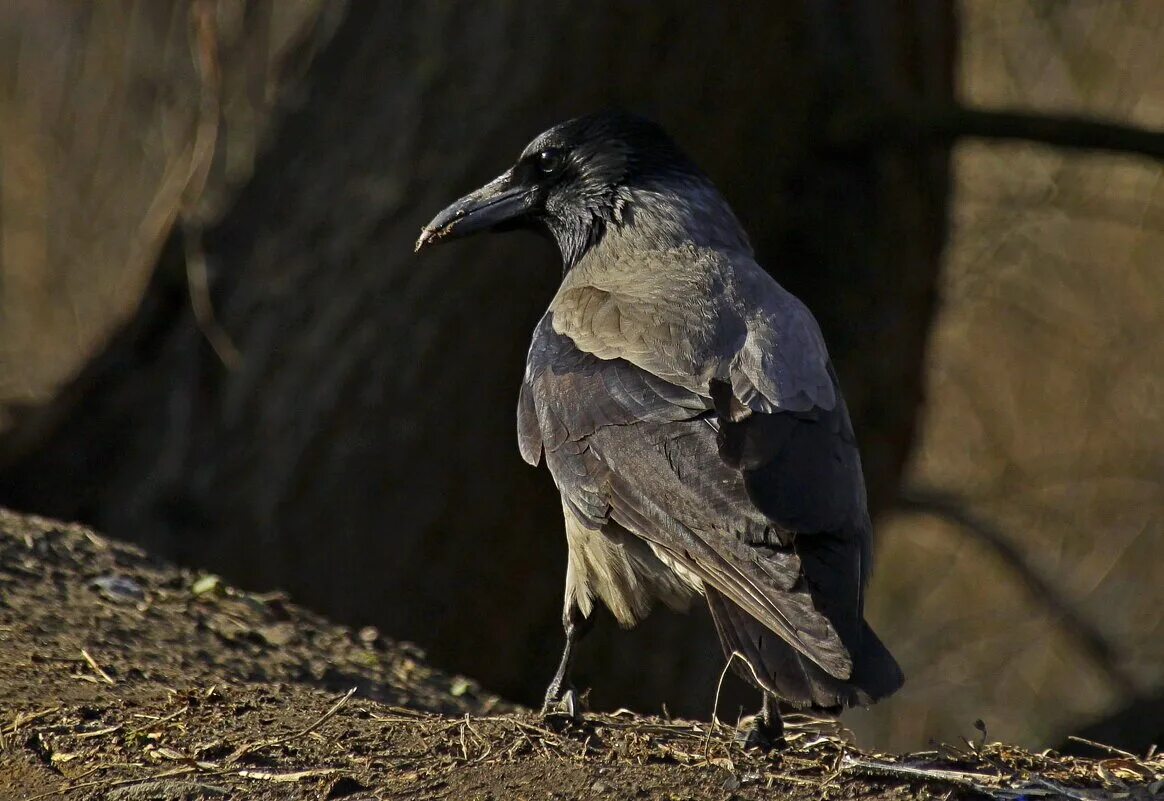 Снится ворон серый. Домашняя серая ворона. Снятся вороны. Снится ворон серый. Снится ворон серый.