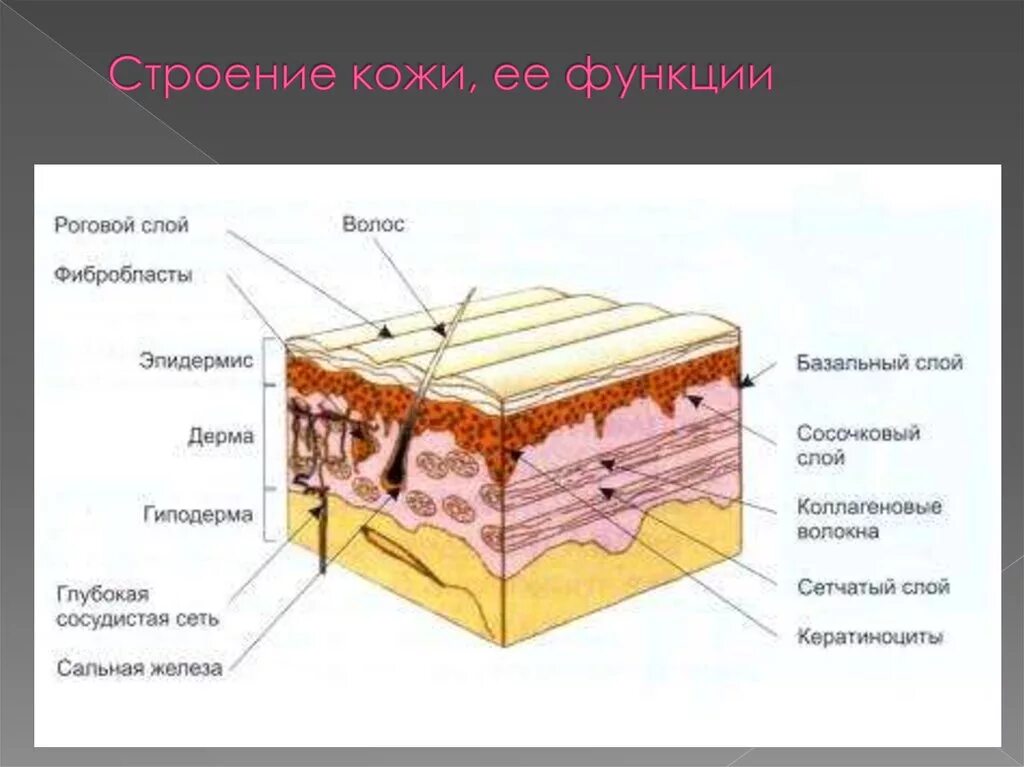 В собственно коже отсутствует пигмент. Слой кожи 1)  эпидермис 2)  дерма. Слой 1) эпидермис 2) дерма 3) гиподерма. Строение кожи эпидермис дерма гиподерма. Строение кожи слои.