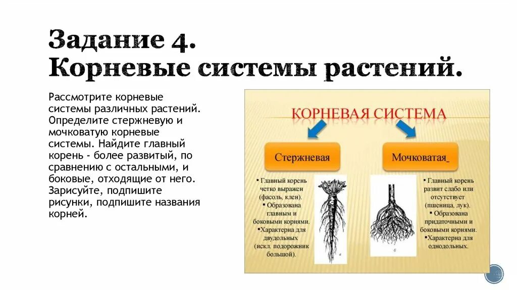 Род корневых 1. Растения имеющие развитую корневую систему. Какие деревья имеют стержневую корневую систему.