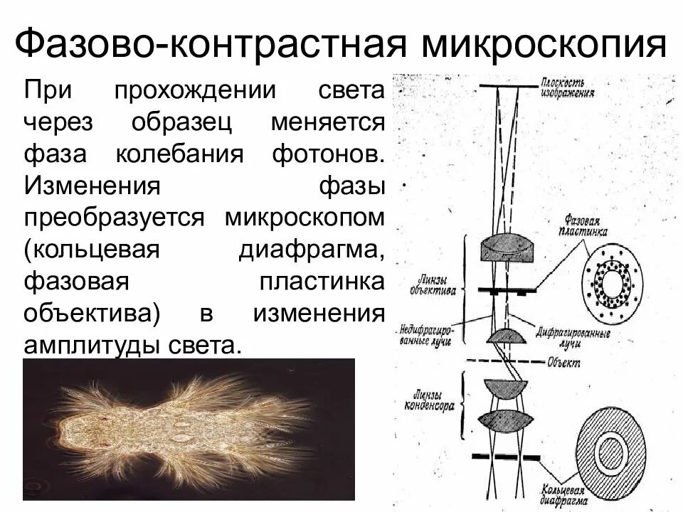 Проходящая микроскопия. Световая микроскопия растительных клеток. Иммерсионный метод микроскопии принцип. Проходящая микроскопия. Темнопольная микроскопия принцип метода.
