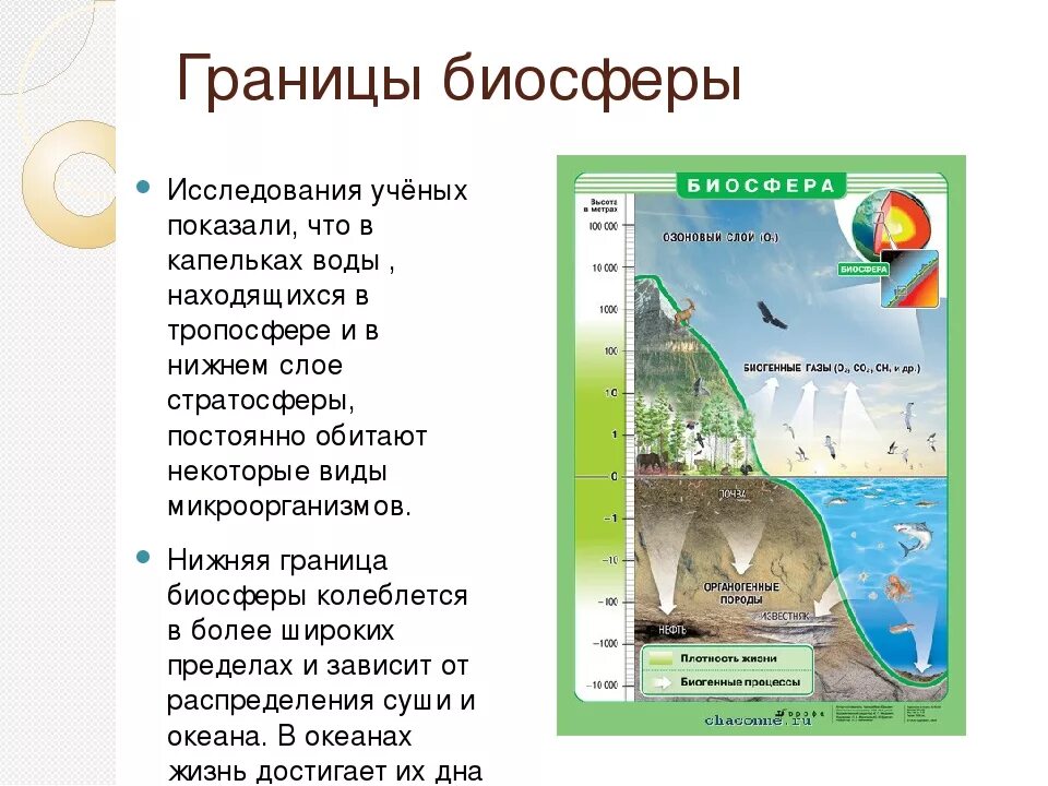 Конспект биосфера оболочка жизни. Биосфера земная оболочка 6 класс география. Тема Биосфера 6 класс. Биосфера Живая оболочка земли 6 класс. Биосфера земли 5 класс география.