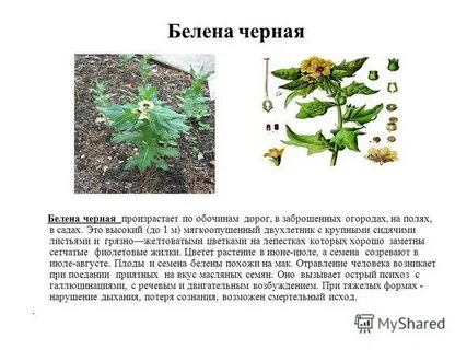 Белена растение доклад