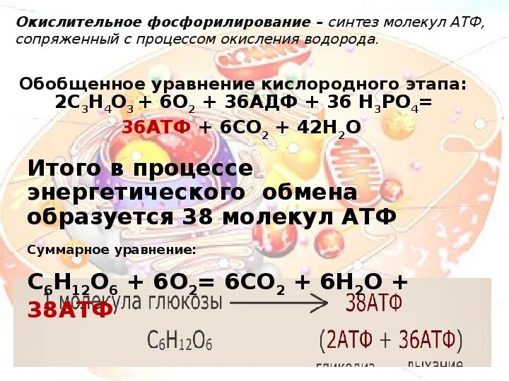 Сколько молекул атф образуется в кислородном этапе. Энергетический обмен. 36 Молекул АТФ образуется. Энергетический обмен презентация. Презентация по биологии этапы энергетического обмена 10 класс.