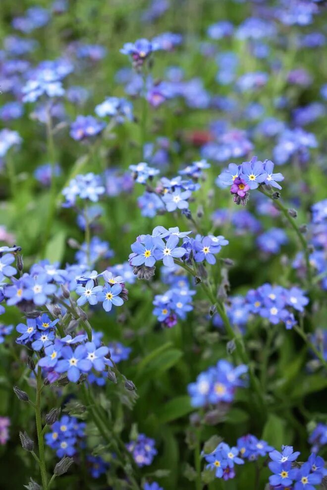 Где растет голубой цветок. Незабудка Myosotis Myomark. Незабудка Альпийская. Незабудка Альпийская смесь. Незабудка Енисейская - Myosotis jenisseensis.