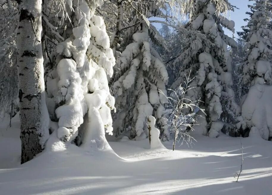 в снежной шапке сосна. в снежной шапке сосна. елка и береза зимой. в снежной шапке сосна. в снежной шапке сосна.