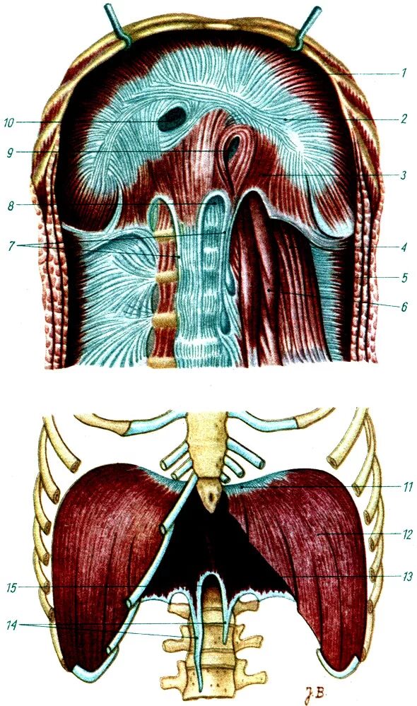 Три диафрагмы у человека. Диафрагма анатомия человека. Arcus lumbocostalis medialis. Диафрагма анатомия мышцы. Грудобрюшная диафрагма места крепления.