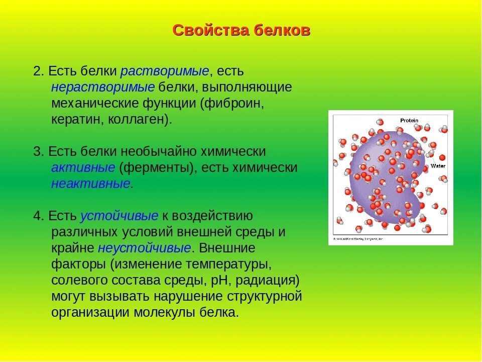 Белок 6 класс биология. Белки это кратко. Белки биология презентация. Презентация на тему белки. Белки свойства белков.