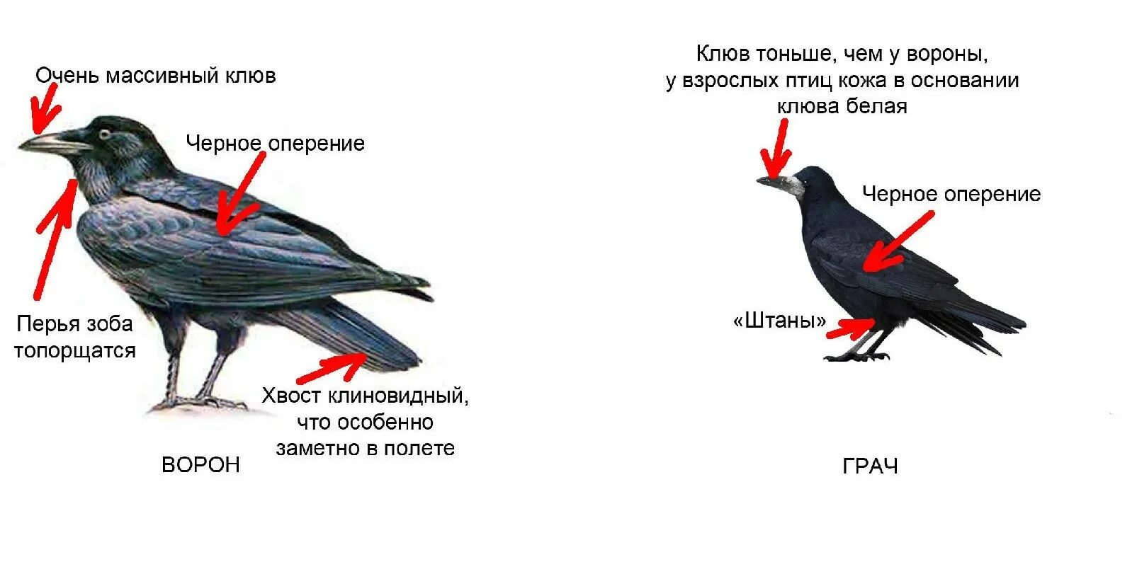 Ворон какой размер. Клюв грача. отличие ворона от грача. отличие грача от вороны.
