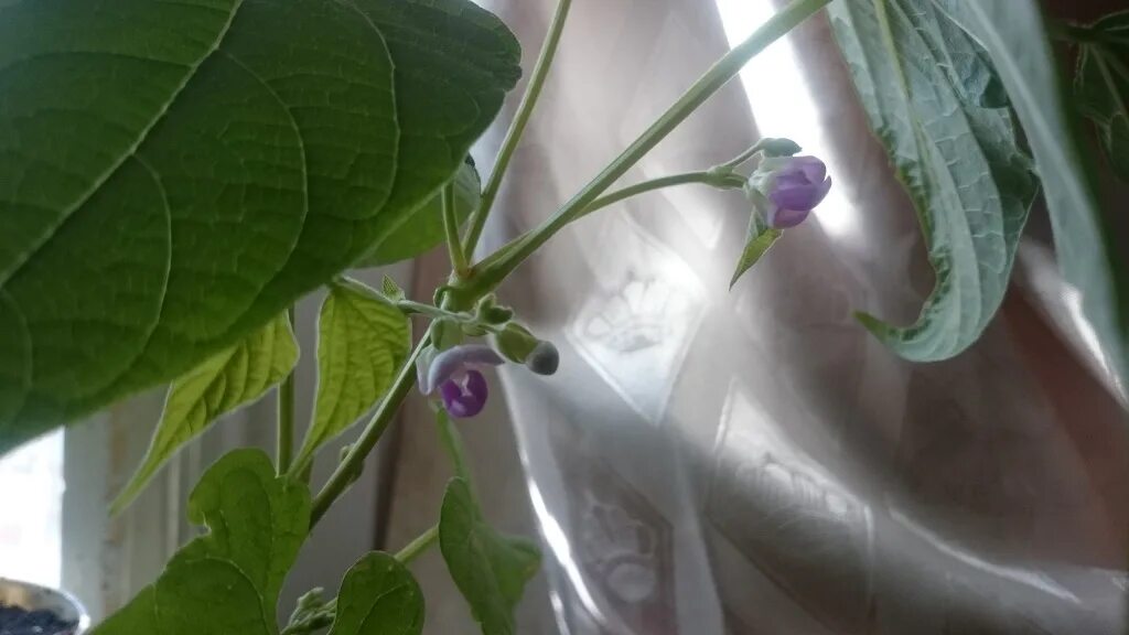 вырастить фасоль на подоконнике. вырастить фасоль на подоконнике. проростки фасоли. вырастить фасоль на подоконнике. фасоль в горшке на подоконнике.