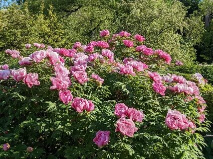 Ботанический сад пионы
