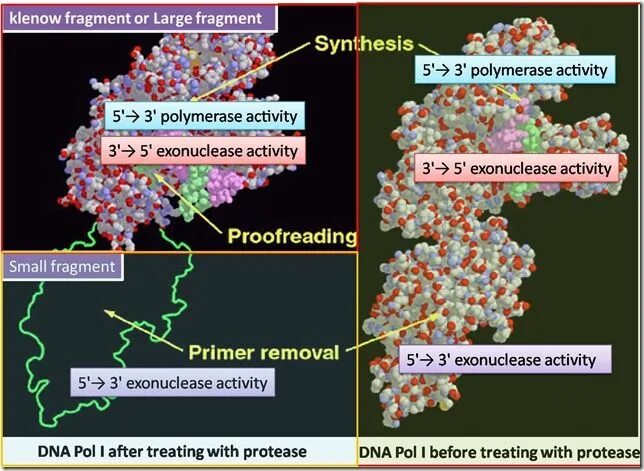 Праймер биология. Klenow fragment. Фрагмент Кленова активность. Экзонуклеаза. Фрагмент Липсин биология.