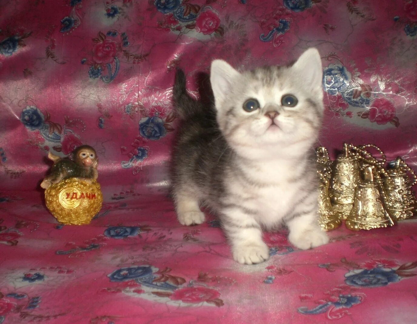 Кошки которые не растут. Манчкин котята. карликовые котята. породы котят которые не вырастают. карликовые кошки которые не растут.