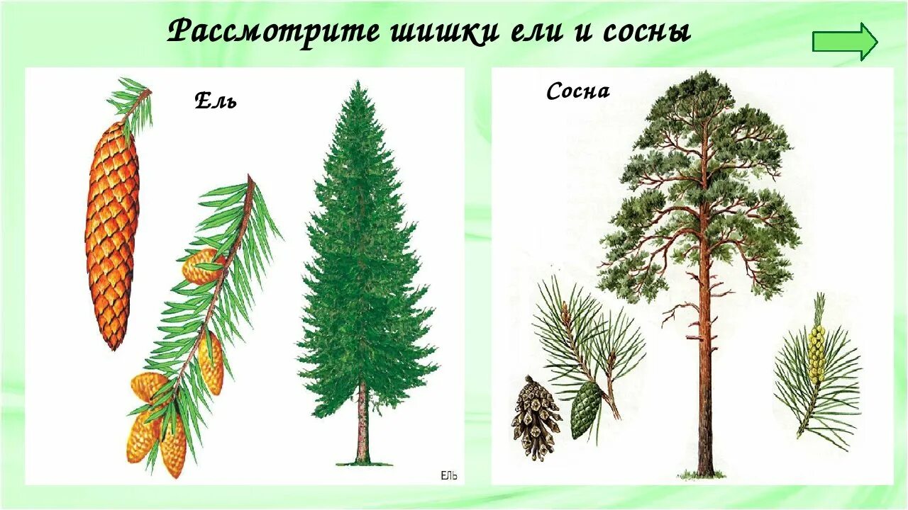 Хвойная части слова. Сосна ель лиственница шишки. Хвоинки сосна и ель. Ель шишки и хвоинки. Хвойники ель и сосна.