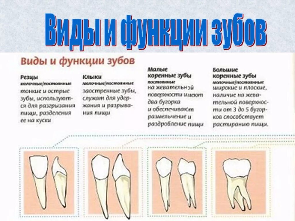 Зубы у млекопитающих выполняют функцию. Функции зубной системы у человека. Функции разных типов зубов. Виды зубов у человека и их функции. Зубы особенности строения и функции таблица.