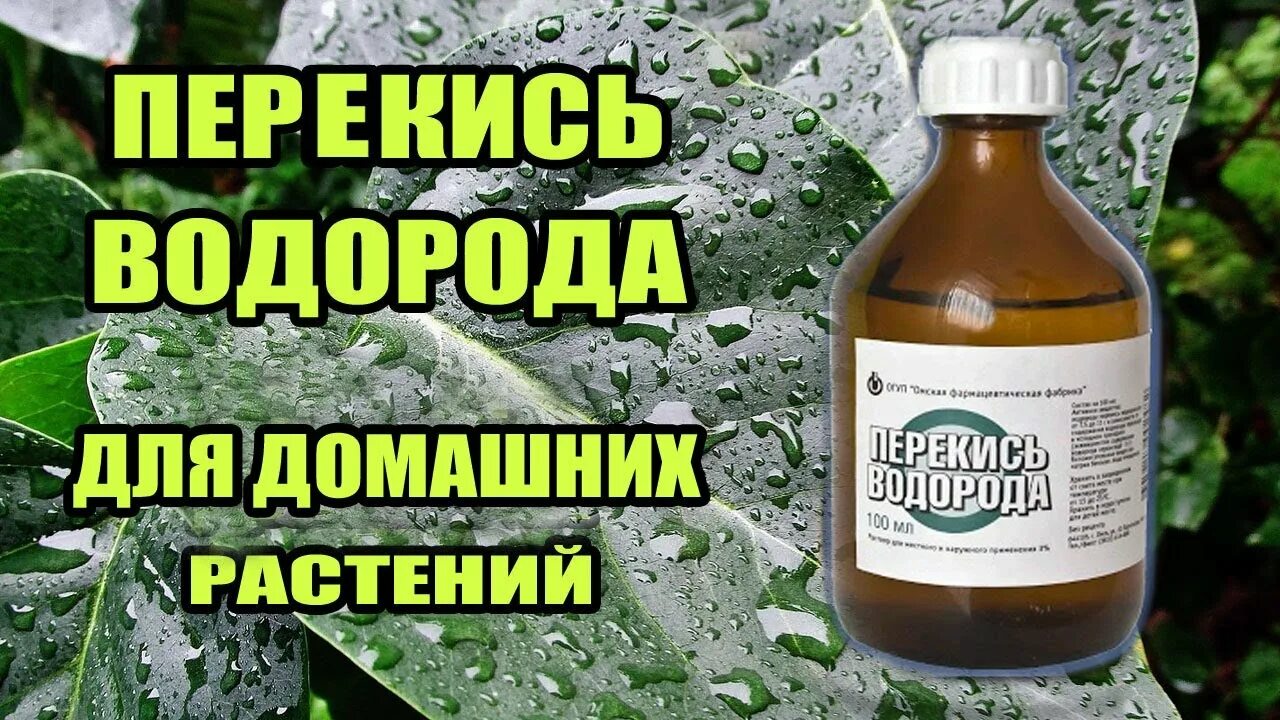 Подкормка рассады перекисью водорода в домашних. Перекись водорода для цветов. Перекись для цветов комнатных. Перекись водорода для полива комнатных цветов пропорции. Пропорция перекиси водорода для растений.