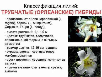 Лилия растение систематика