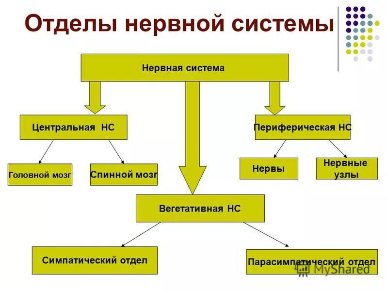 Строение и функции центрального