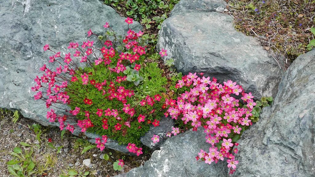 Цветок аляска. Селдовия Аляска. Растения Аляски. Дикие цветы Аляски. Полынья растение на Аляске.