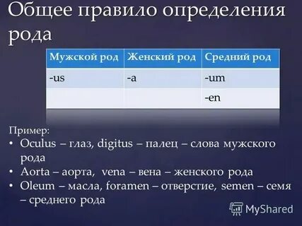 Как определить род существительных в латинском языке