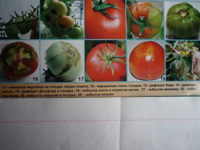 Томаты марганец