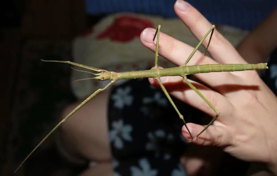 Аннамский палочник крылья. Жук палочник питание. Палочник содержание. Палочник phobaeticus. Аннамский палочник содержание.