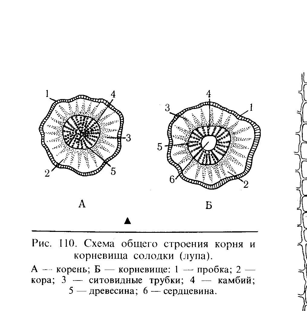 Анатомическое строение стебля травянистых растений. Поперечный разрез стебля двудольного растения. Схема поперечного сечения стебля однодольного растения. Схема поперечного среза однодольного растения. Строение корневищ однодольных растений.