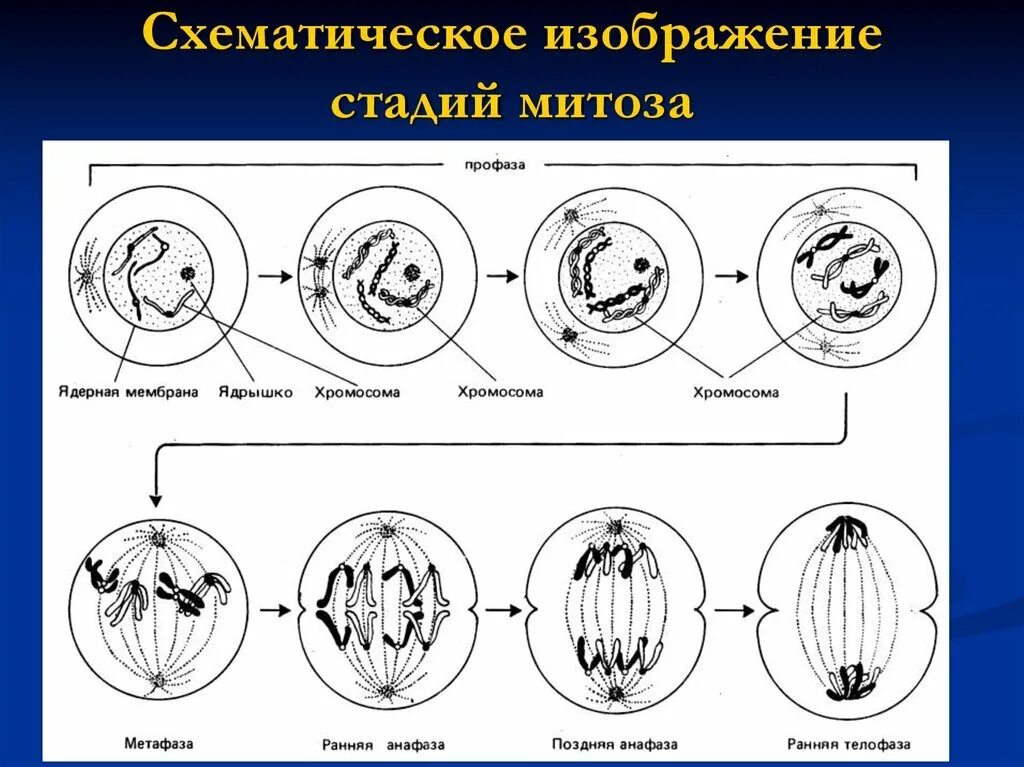 Название стадий деления клетки. Митоз процесс деления. Этапы профазы митоза. Схема интерфазы митоза. Фазы митоза схема.