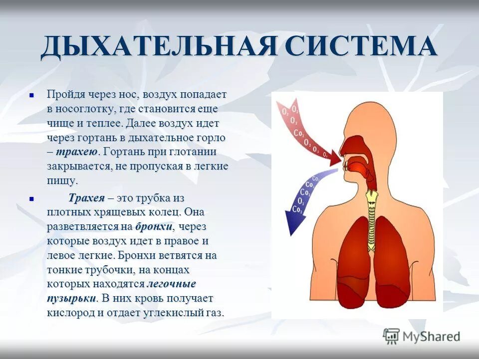 Дыхание и память читать. Органы дыхания. Горло дыхательная система. Доклад на тему дыхательная система. Через что идет воздух в легкие.