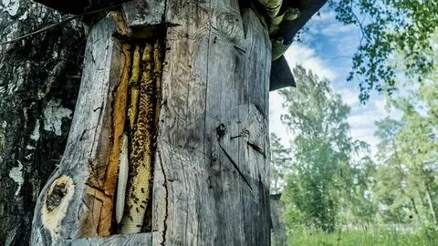 Дупло в улье сканворд 5