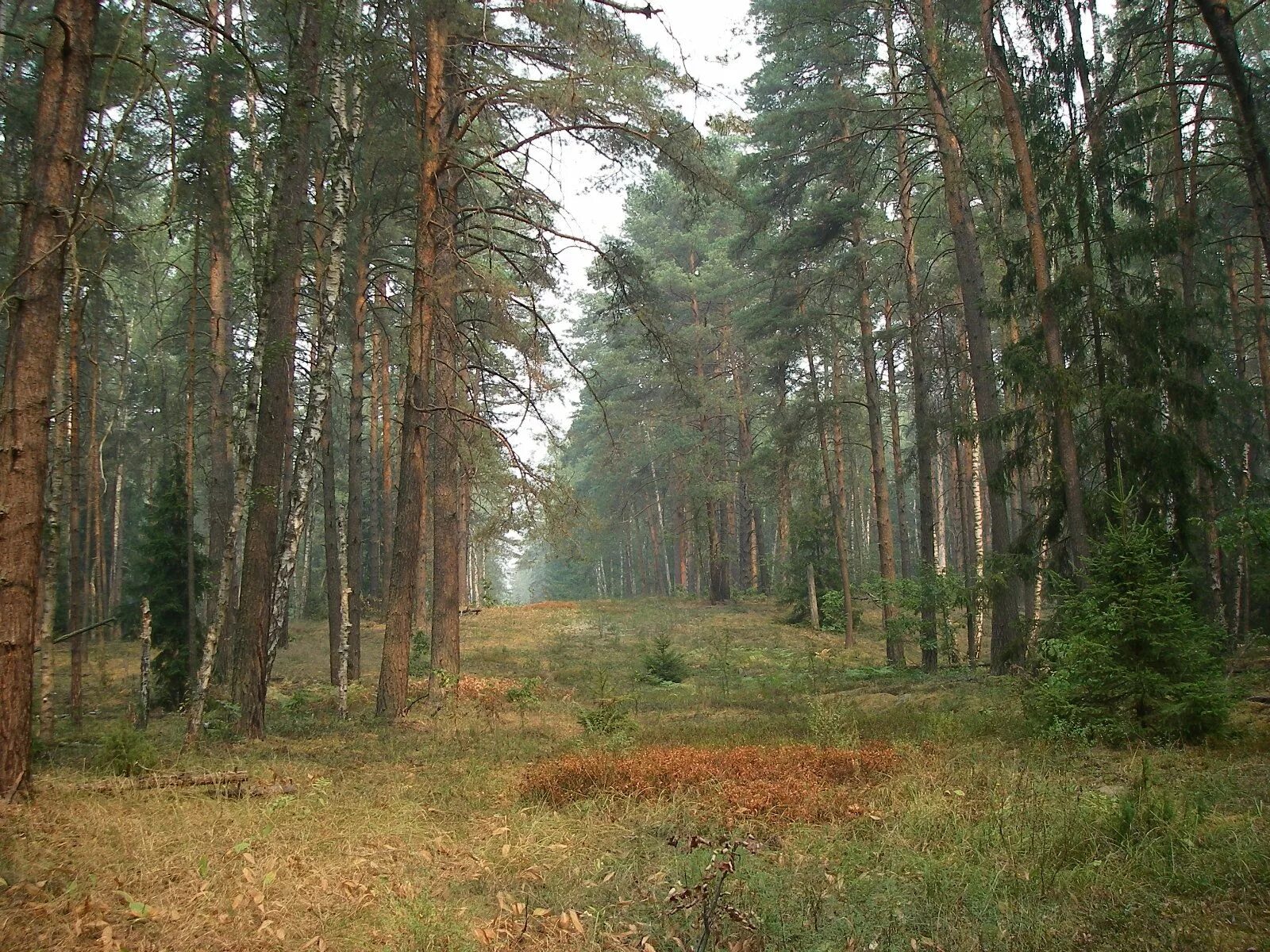 Хвойные московской области