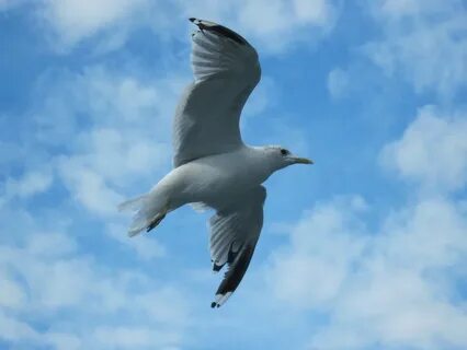 Birds flying high you know