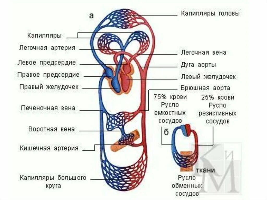 Конец большого круга. Круги кровообращения человека схема. Круги кровообращения человека схема малый круг. Схема большого круга кровообращения у человека. Большой круг кровообращения обозначения.