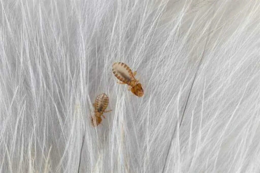 Ве вший ветерок. Ве вший ветерок. Ве вший ветерок. Легкий легкий ветерок. Дуновение ветра.