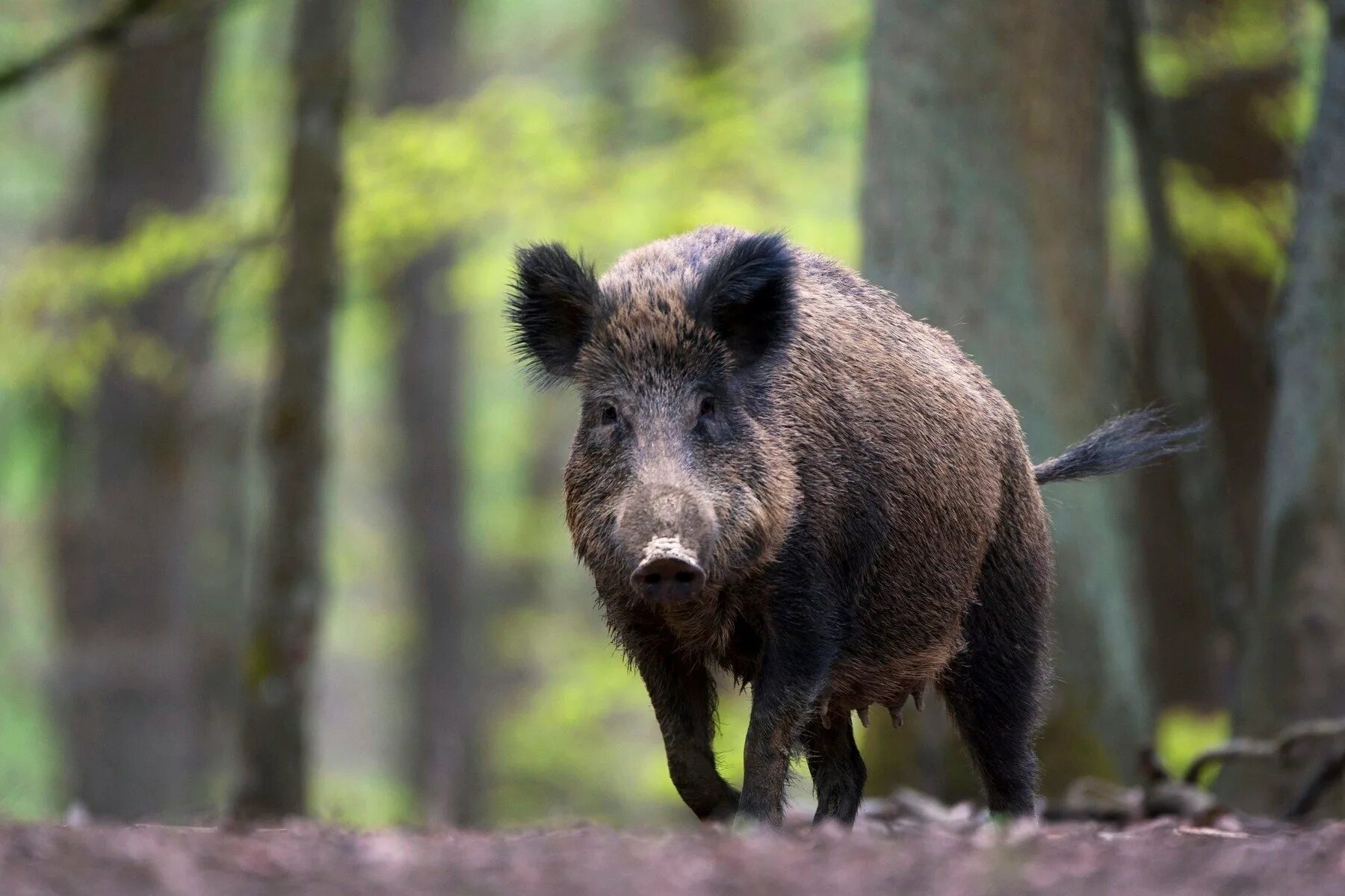 Вепрь кабан. Кабан кавказский заповедник. Кабан субтропики. Кабан Boar. Кабан класс животных